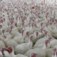 Image for article titled Can We Avoid an Antibiotic Apocalypse?